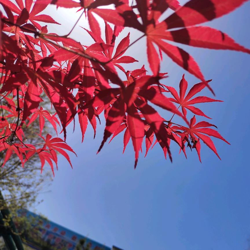 🍀 小苗