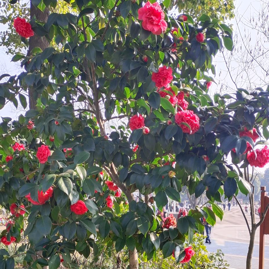 平淡随缘