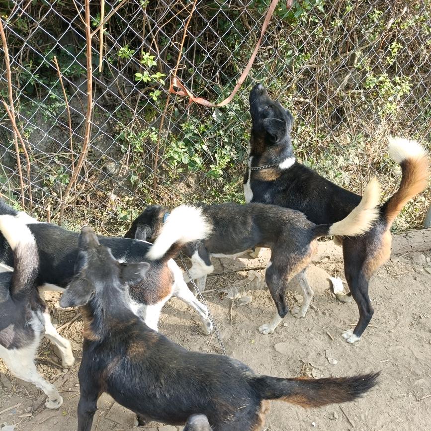 长期出售凉山猎犬