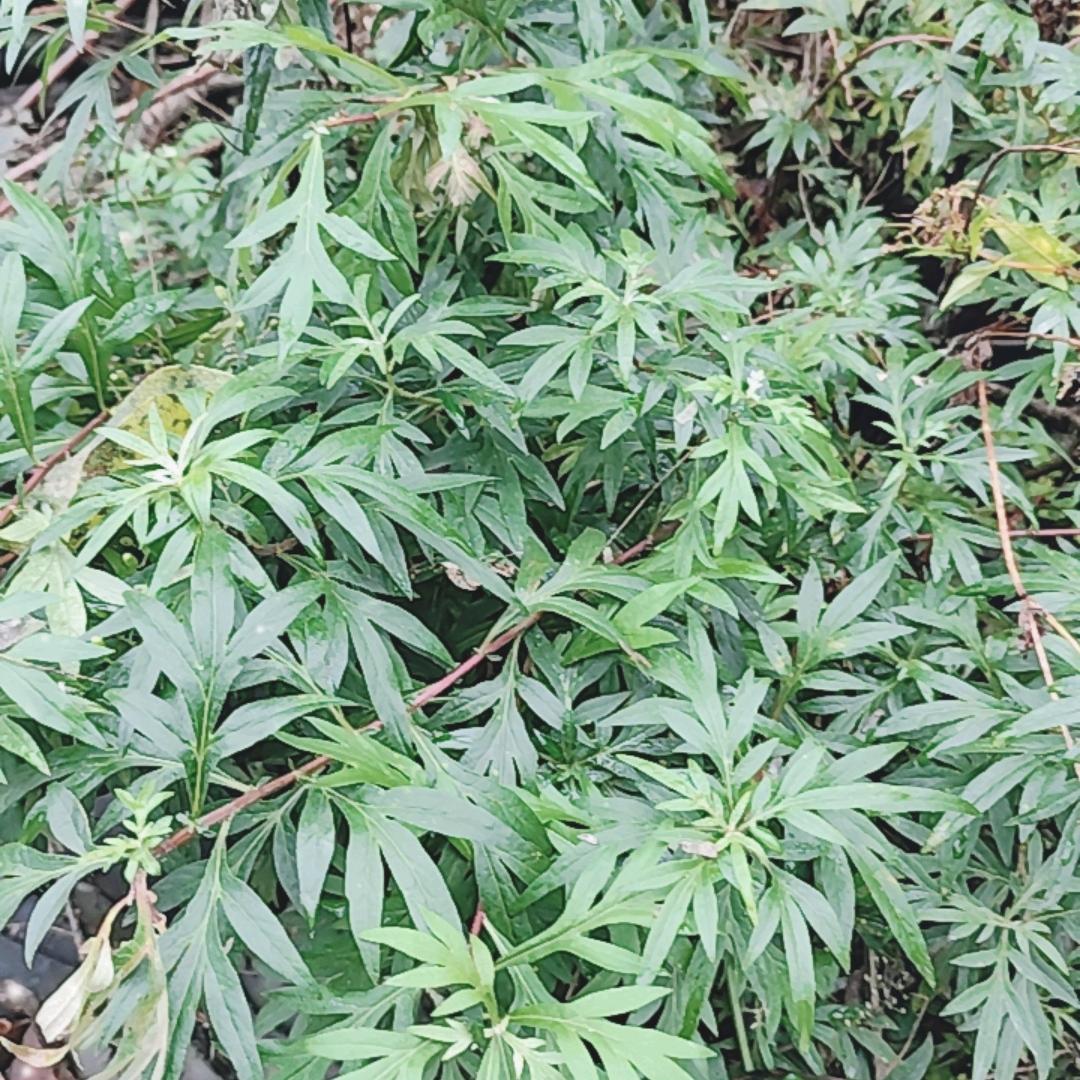 要自由自在的活着，姓支