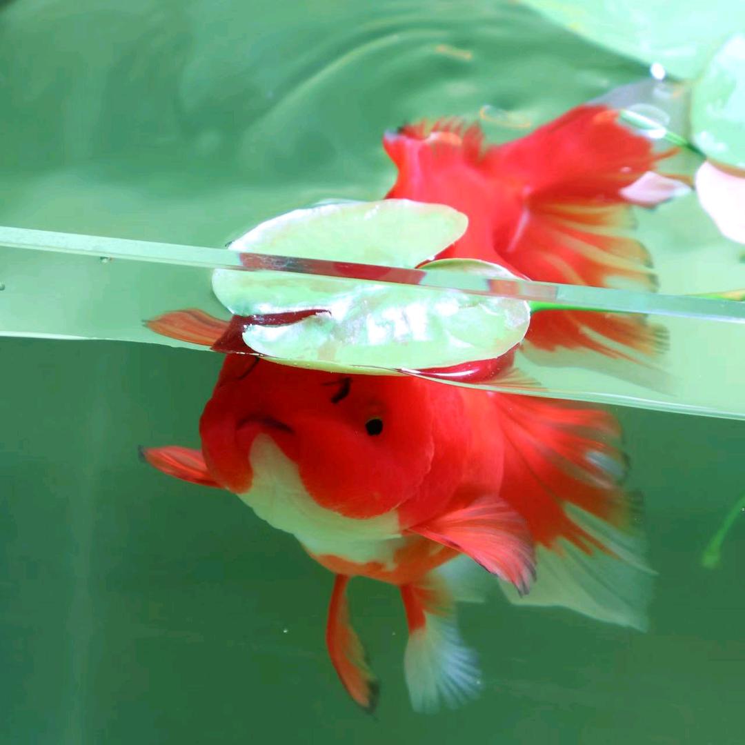 山东春晓观赏鱼