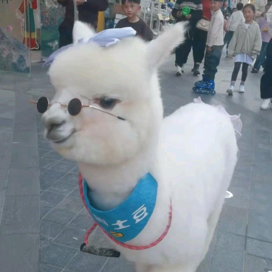 羊驼土豆