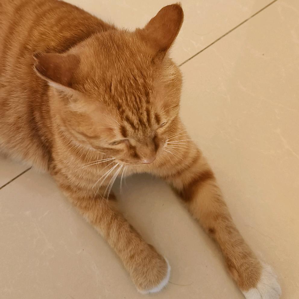 吾皇