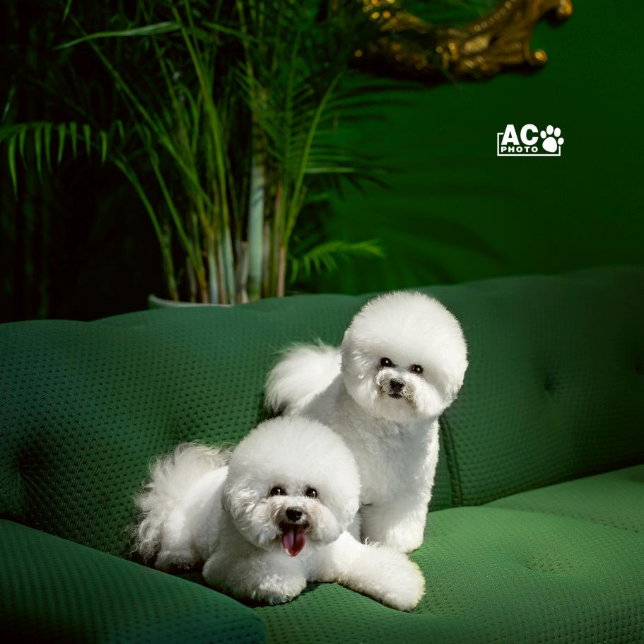 @可爱居民家的小比熊