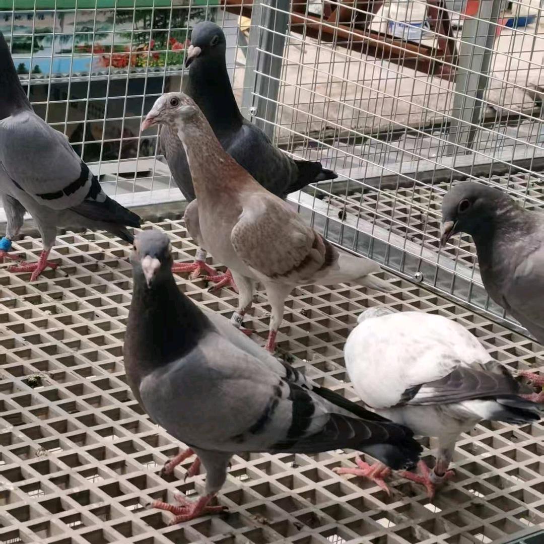 养鸽爱鸽