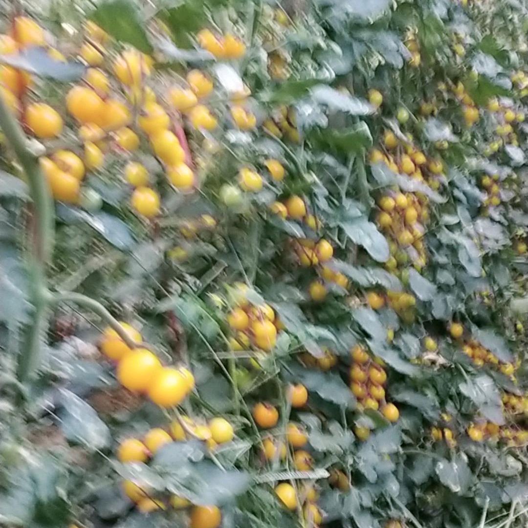 阿梅