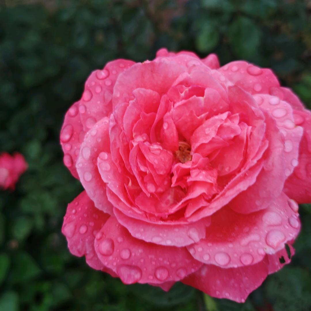 🌈🌈🌈金淋钰🦄🦄🦄