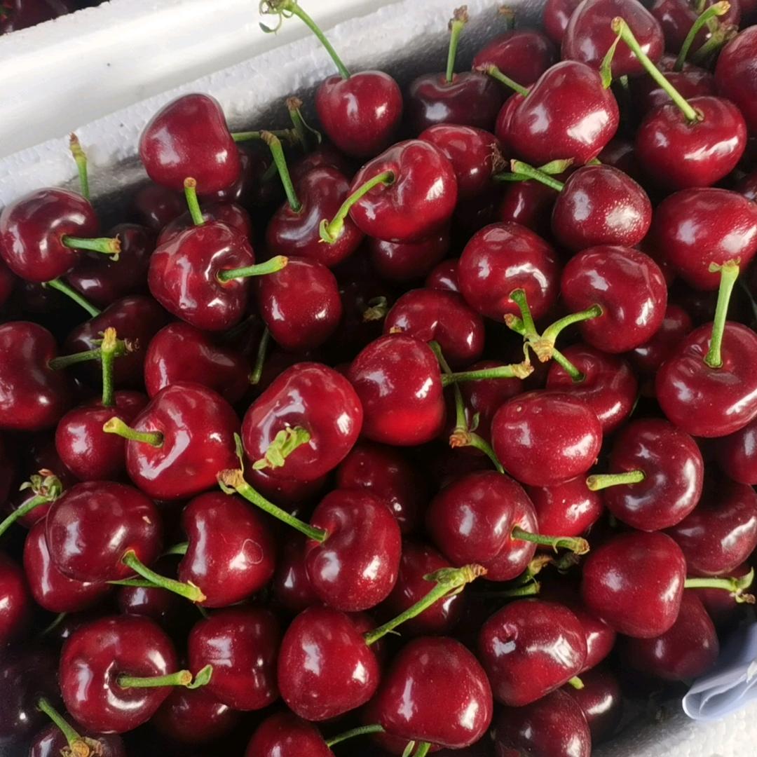 烟台磊源果蔬优质农品小铺大樱桃基地