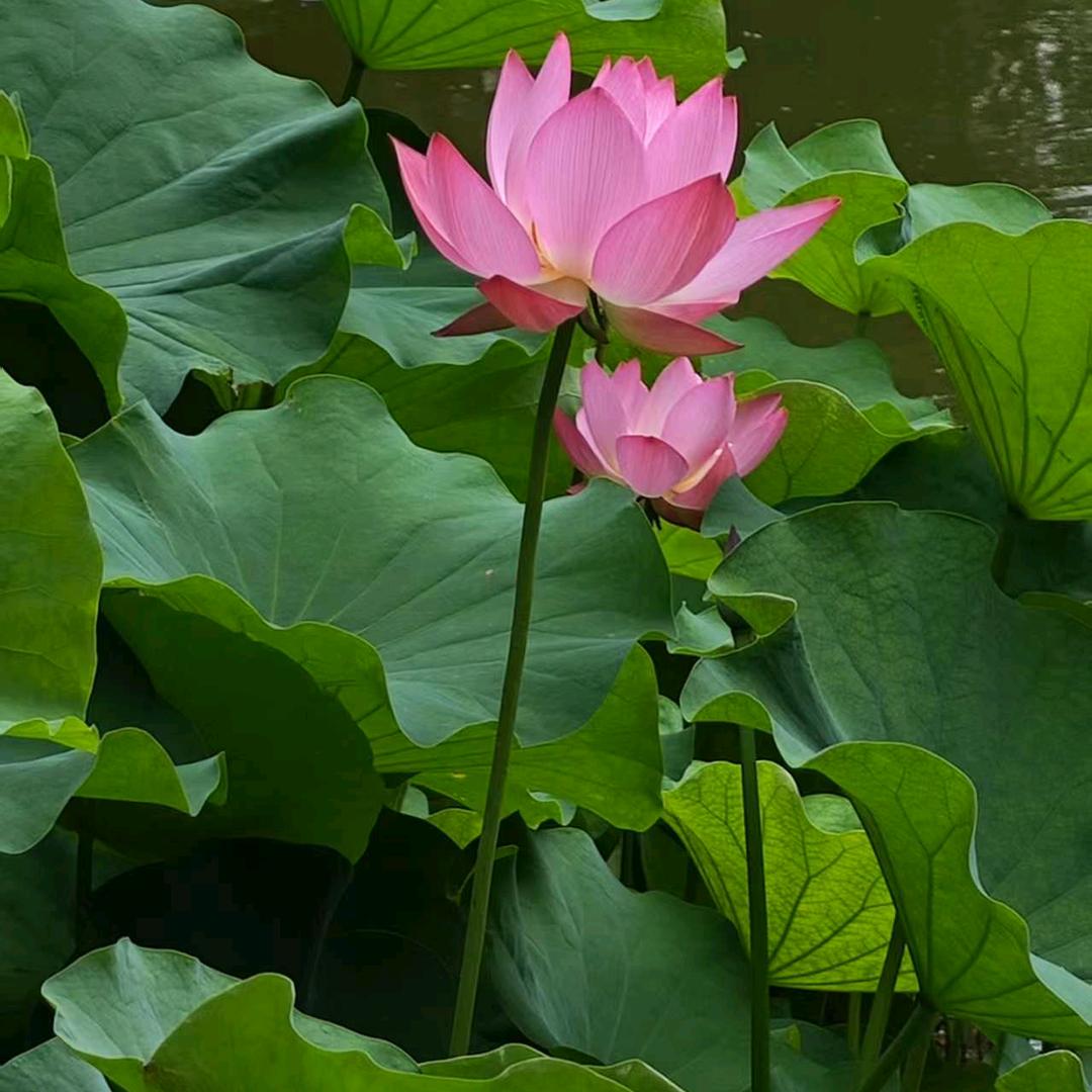 平静心灵