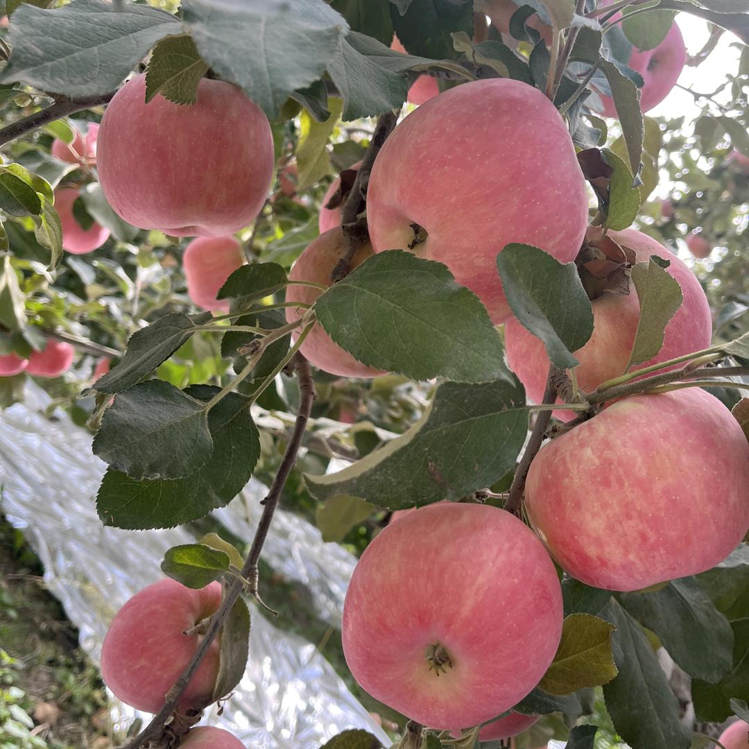 阿克苏冰糖心核心产区