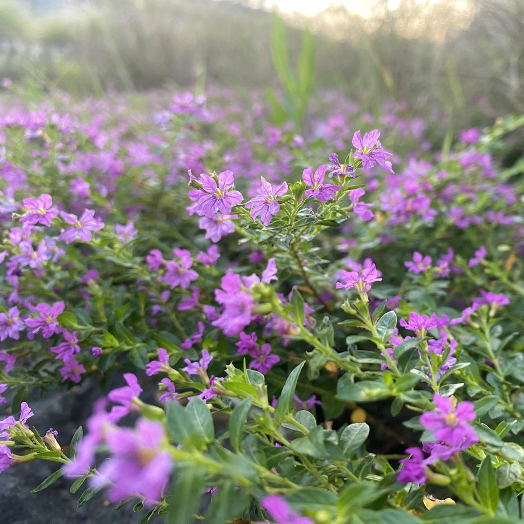 ，，，？？？？！林春枚！！！