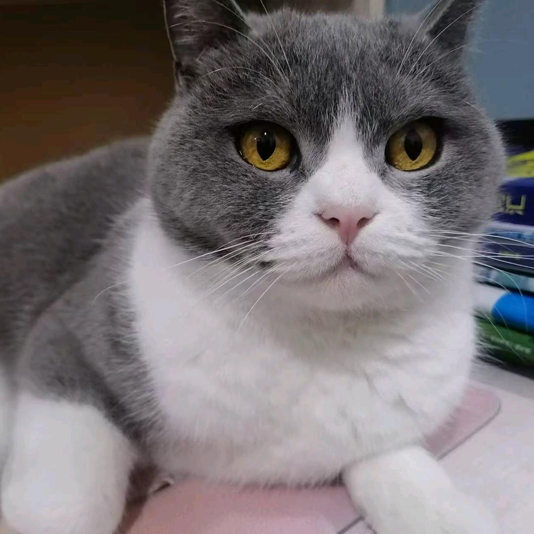 英杰浙江李木辛