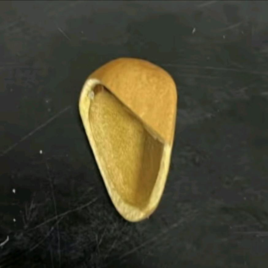 没听过小径里只听过大锦鲤