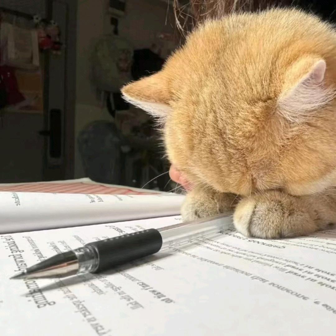 洛必达喜欢转圈圈