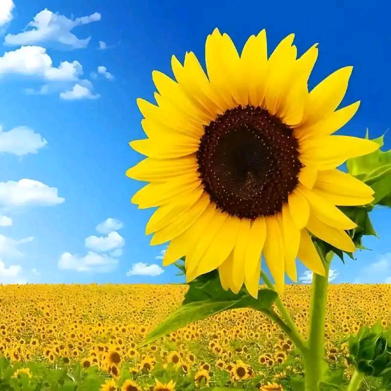 阳光姐：赞不过三