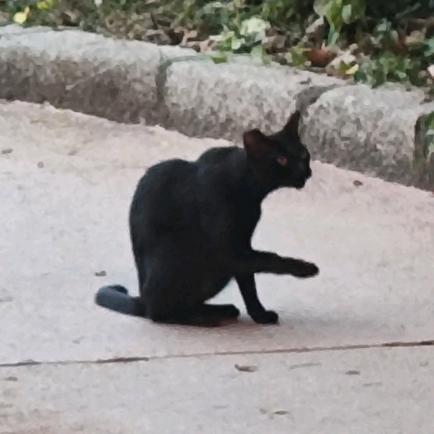 moluuu