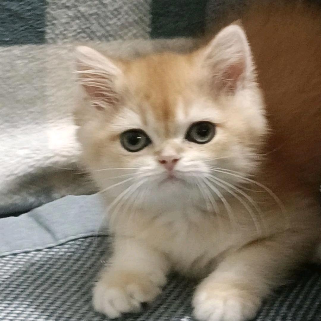 虎虎是只猫
