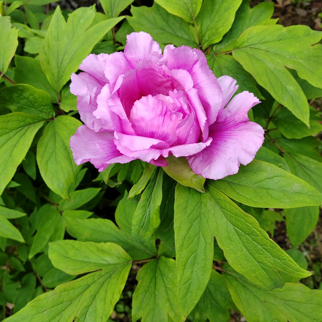 百花中更艳