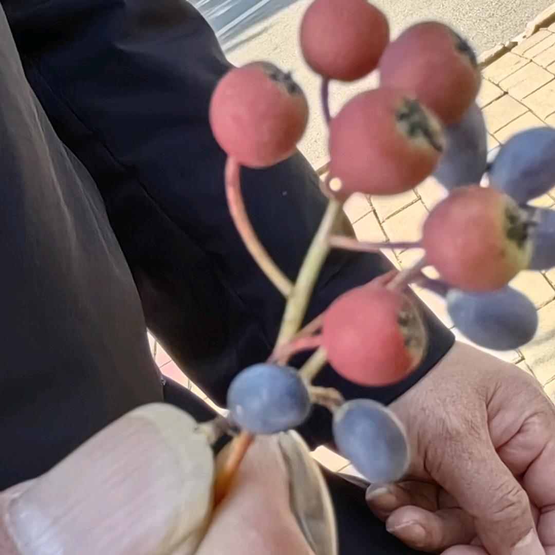 飘8325199991744