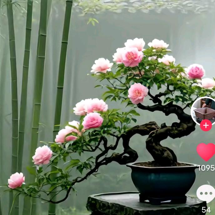 🌺🌺盆景