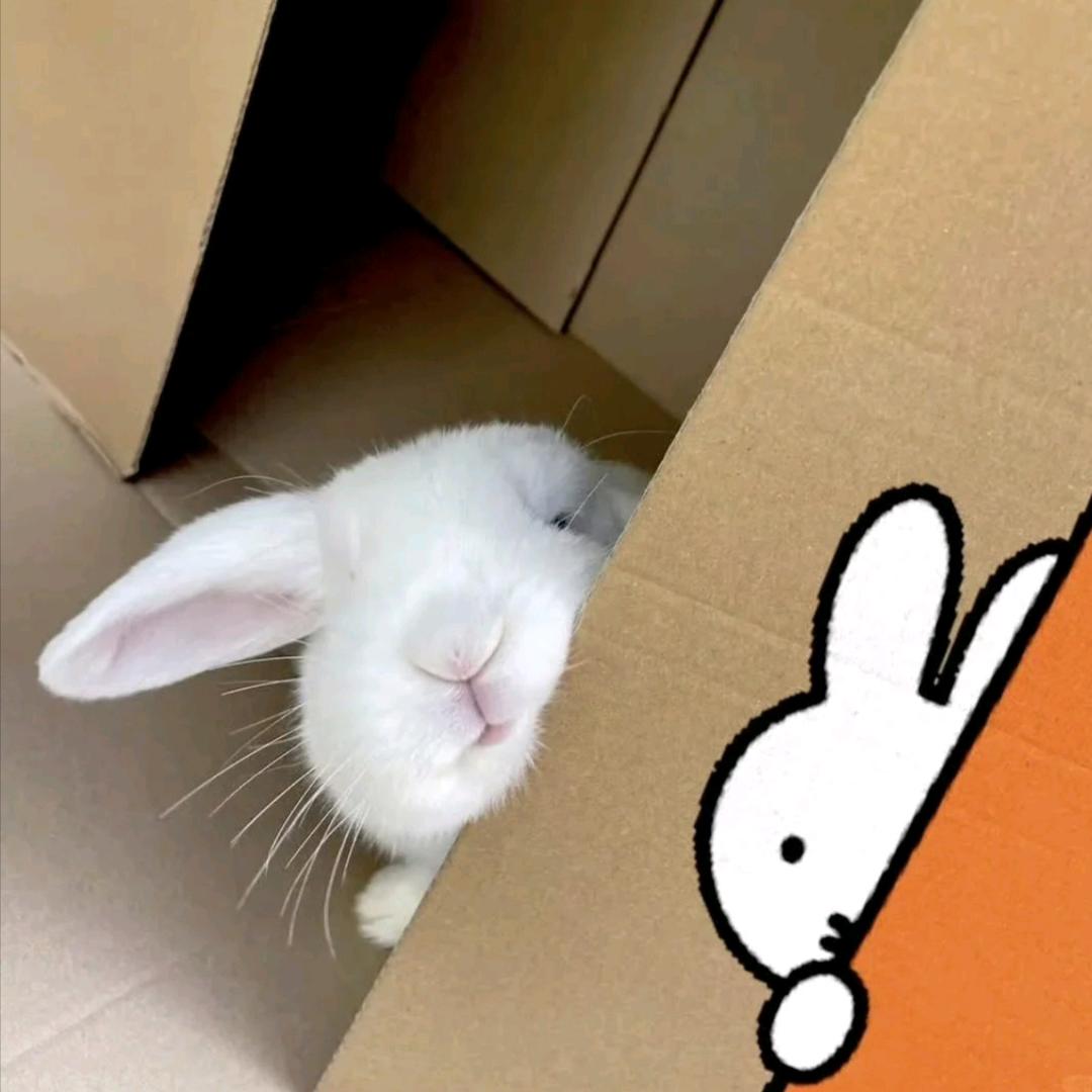 梨子📷