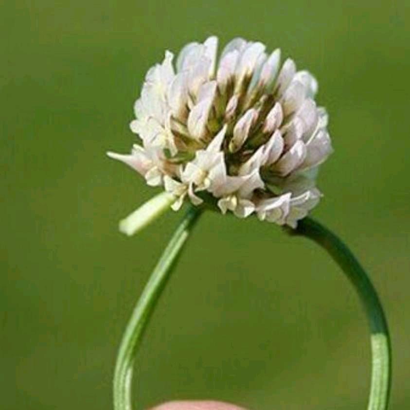 草戒指
