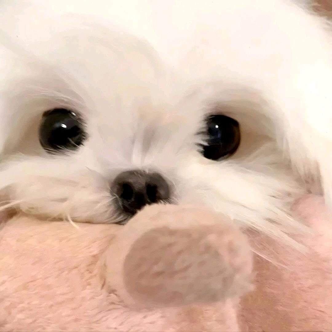 咬不动糖葫芦