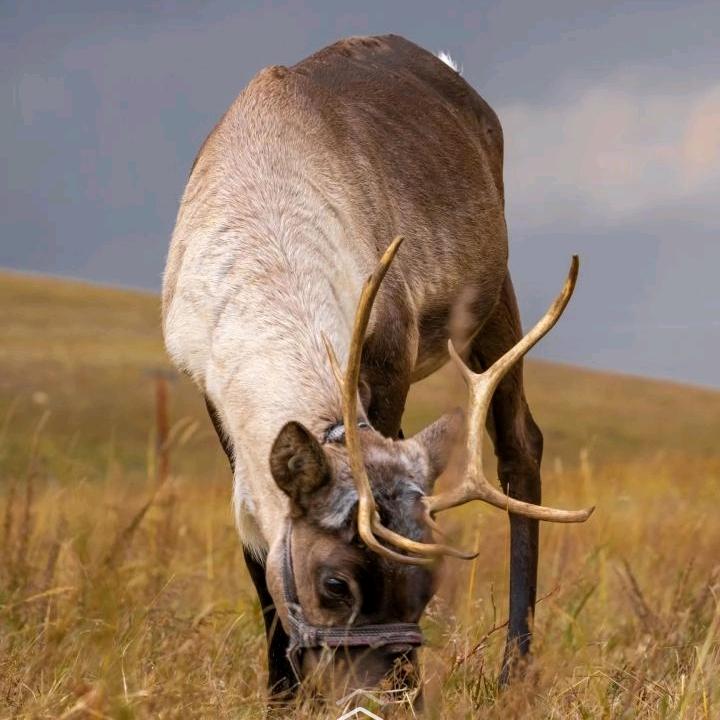 农村萌哥(工厂砂带工)