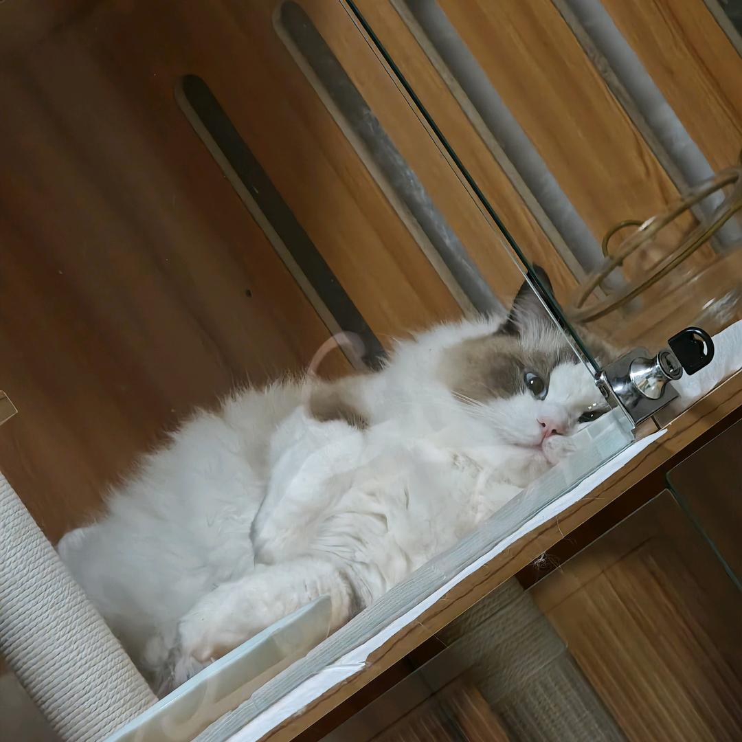 兜里有飞飞