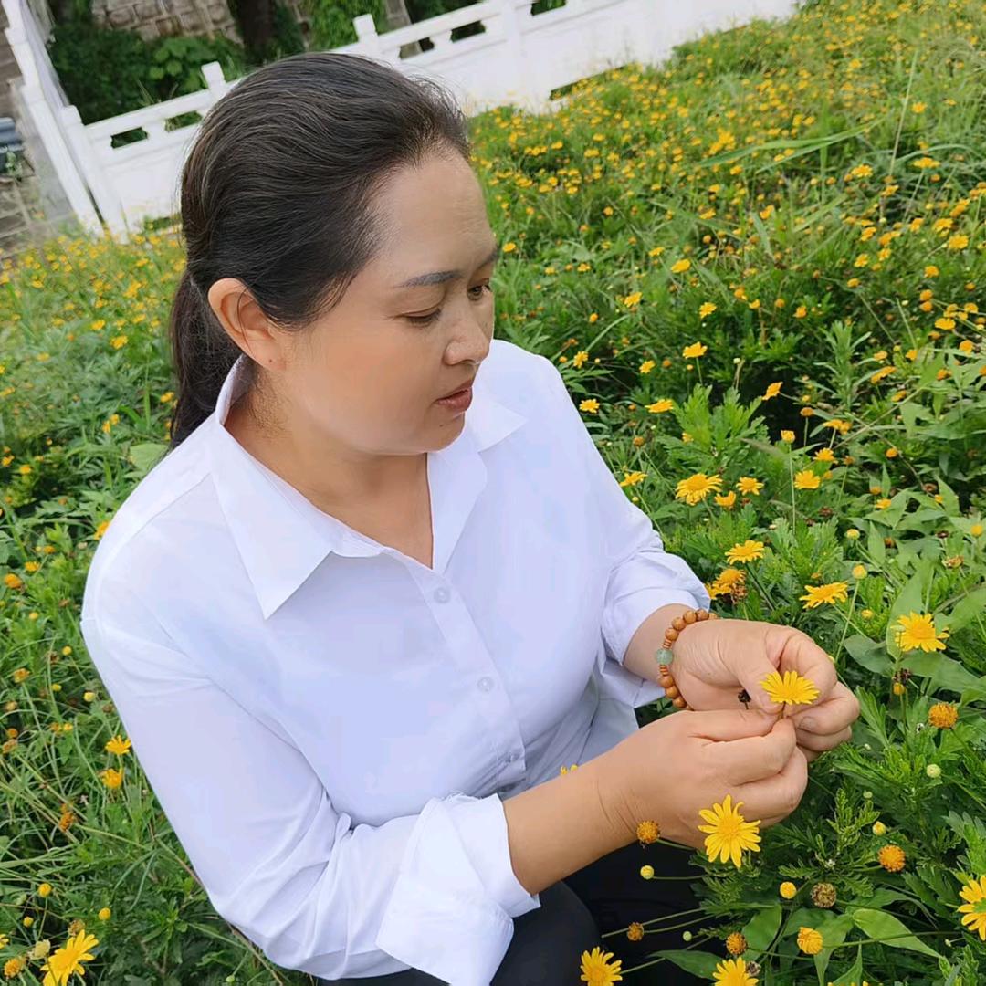 川山铺—芙蓉花