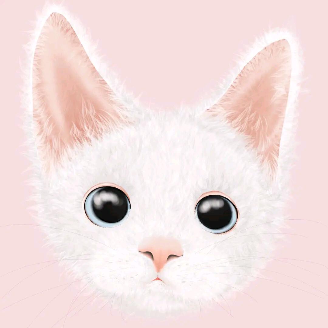 邢行行的猫日常