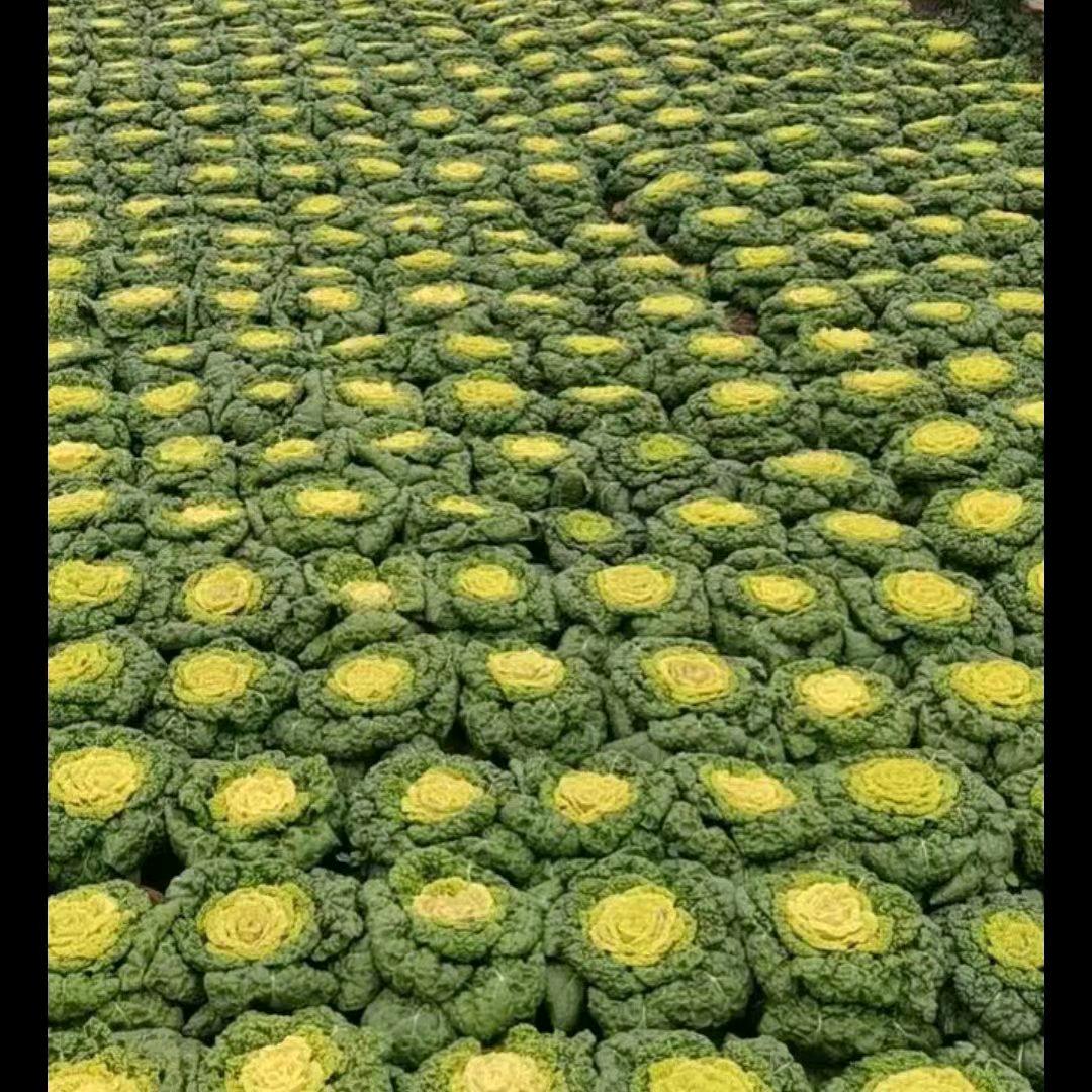 田哥🍎