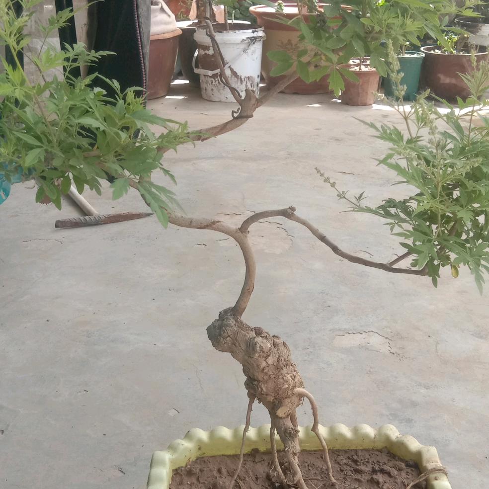 玩黄荆的钢炮哥