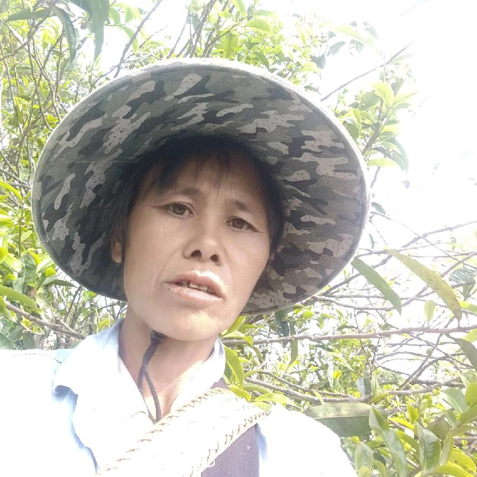 勐库东半山7妈采茶记🍵