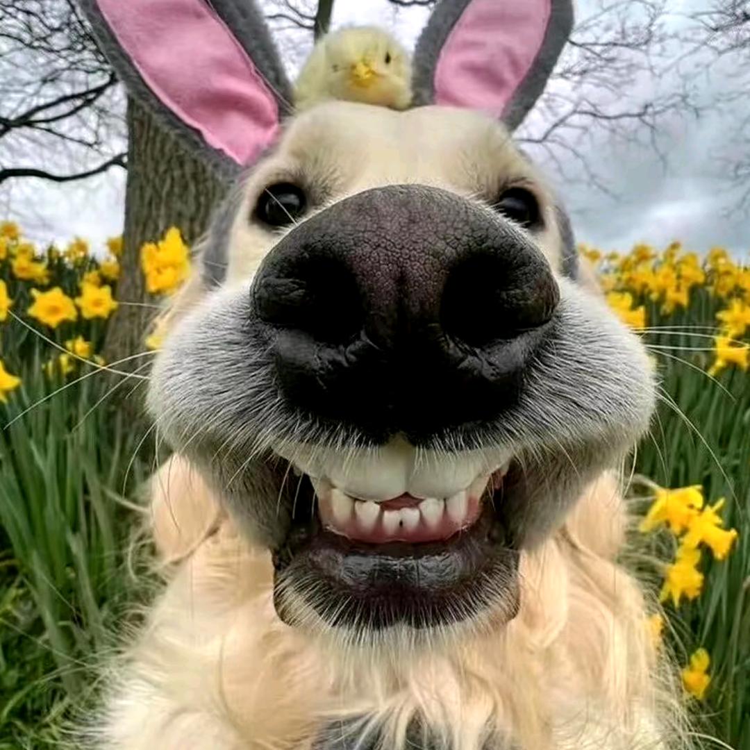 兴奋的大母猴🐒