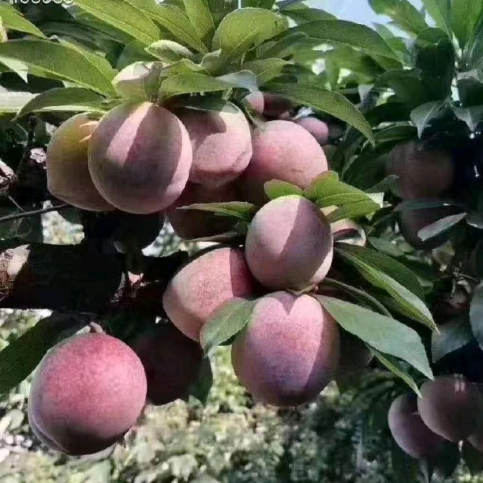小油花