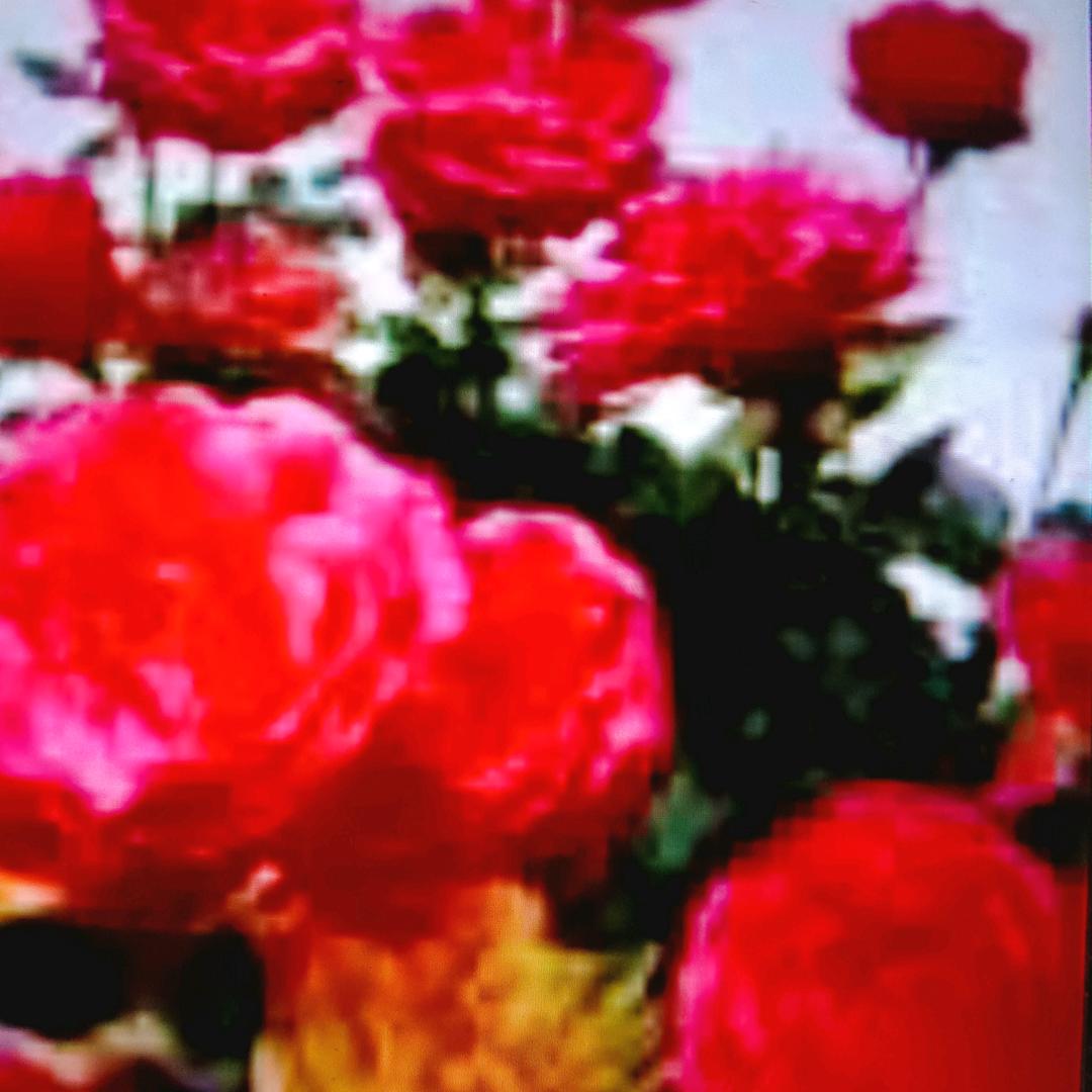 小男花文明直播