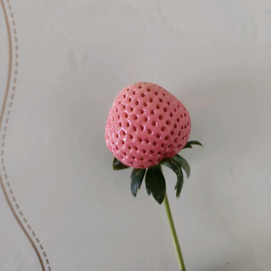 蓝天草莓采摘园