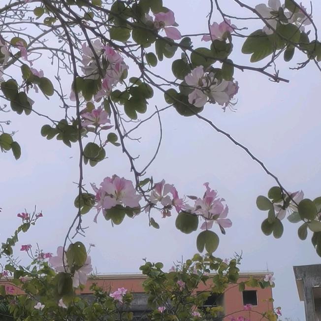 岳十三