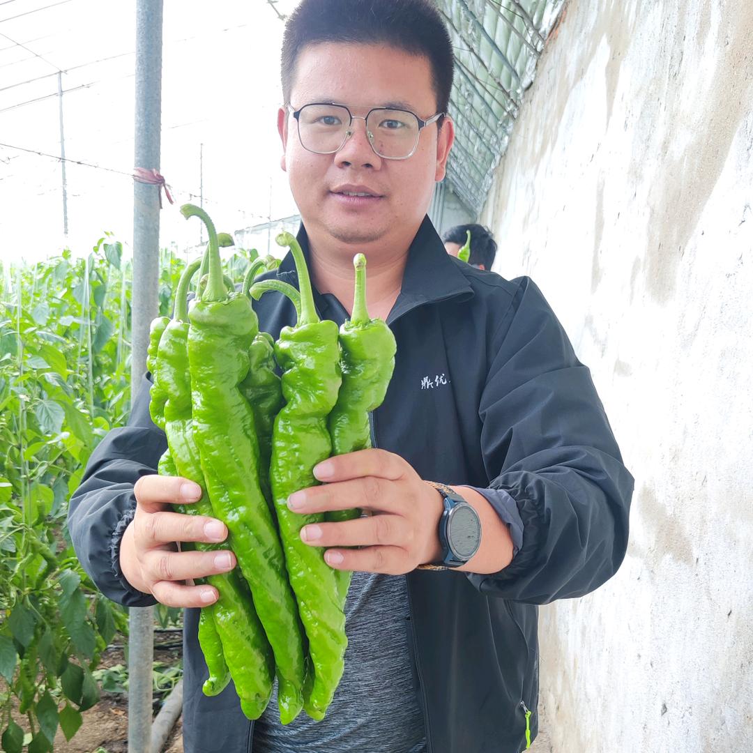 鼎优农业周东伟专注辣椒