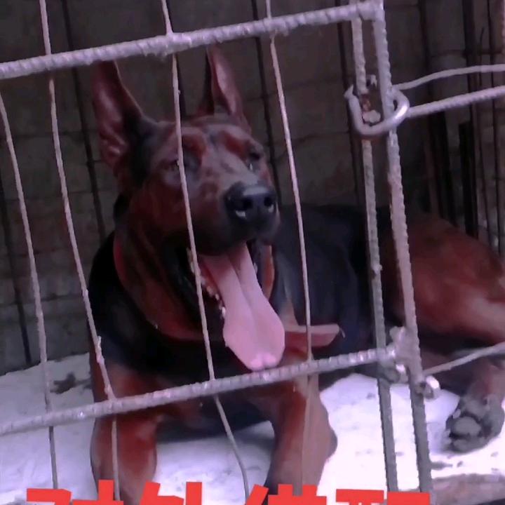 豫东王德功狼犬基地。