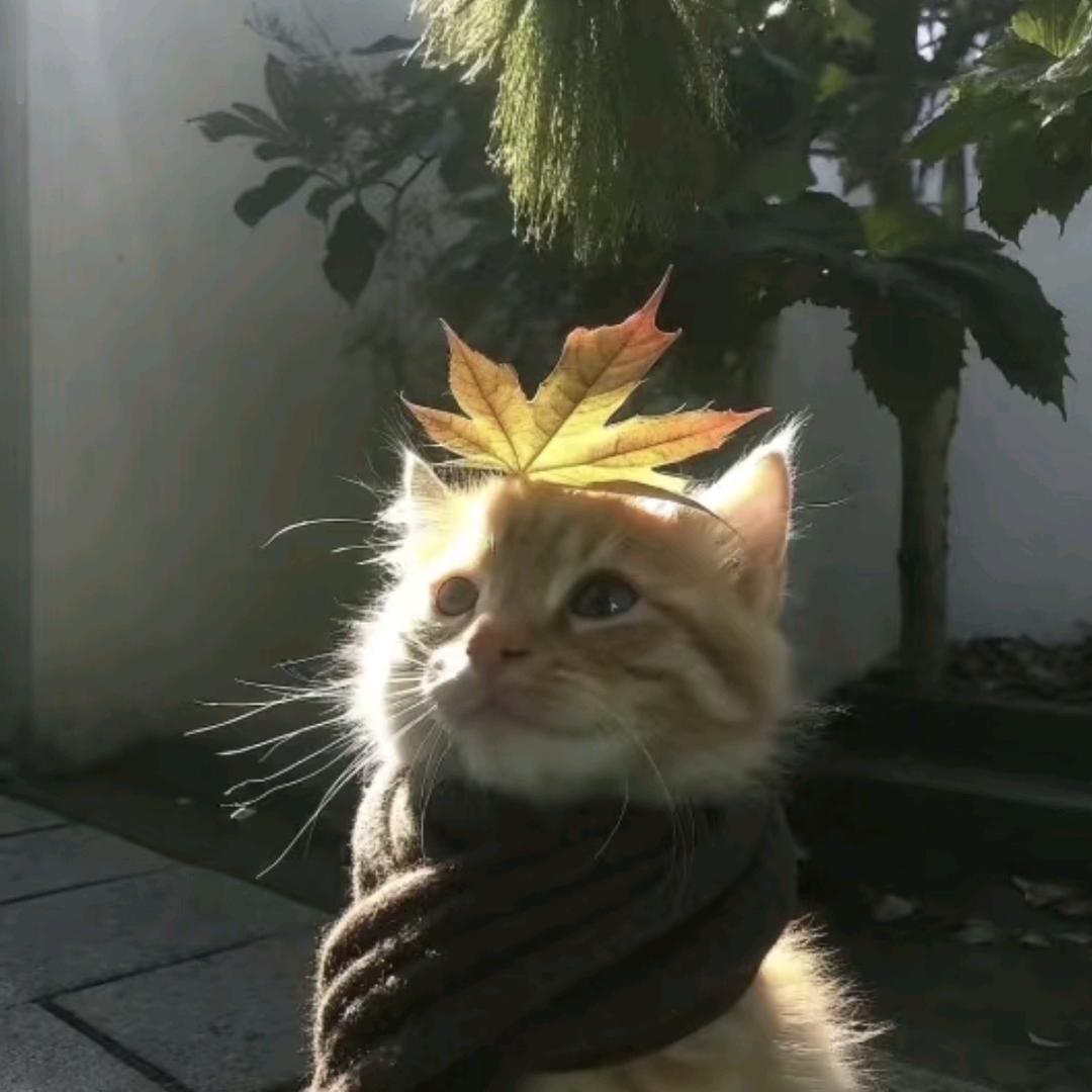 瑶瑶咩~