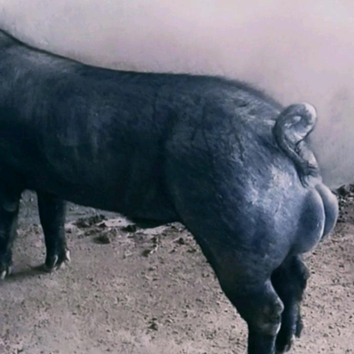 囯寿黑猪旅大黑猪猪精