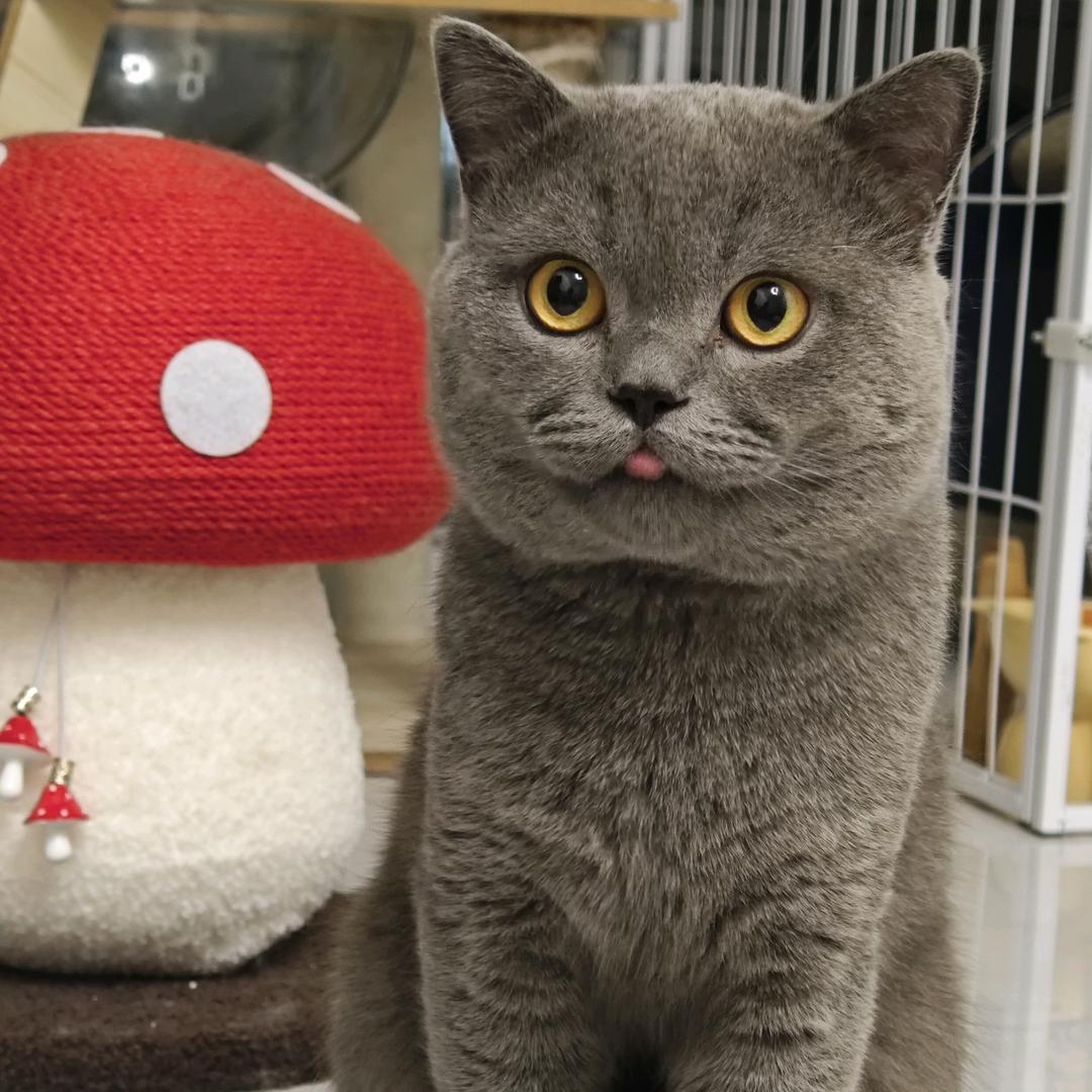 十一是只猫