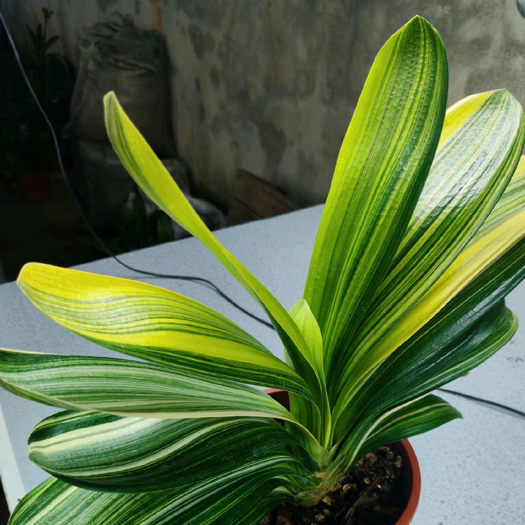 程盛兰苑