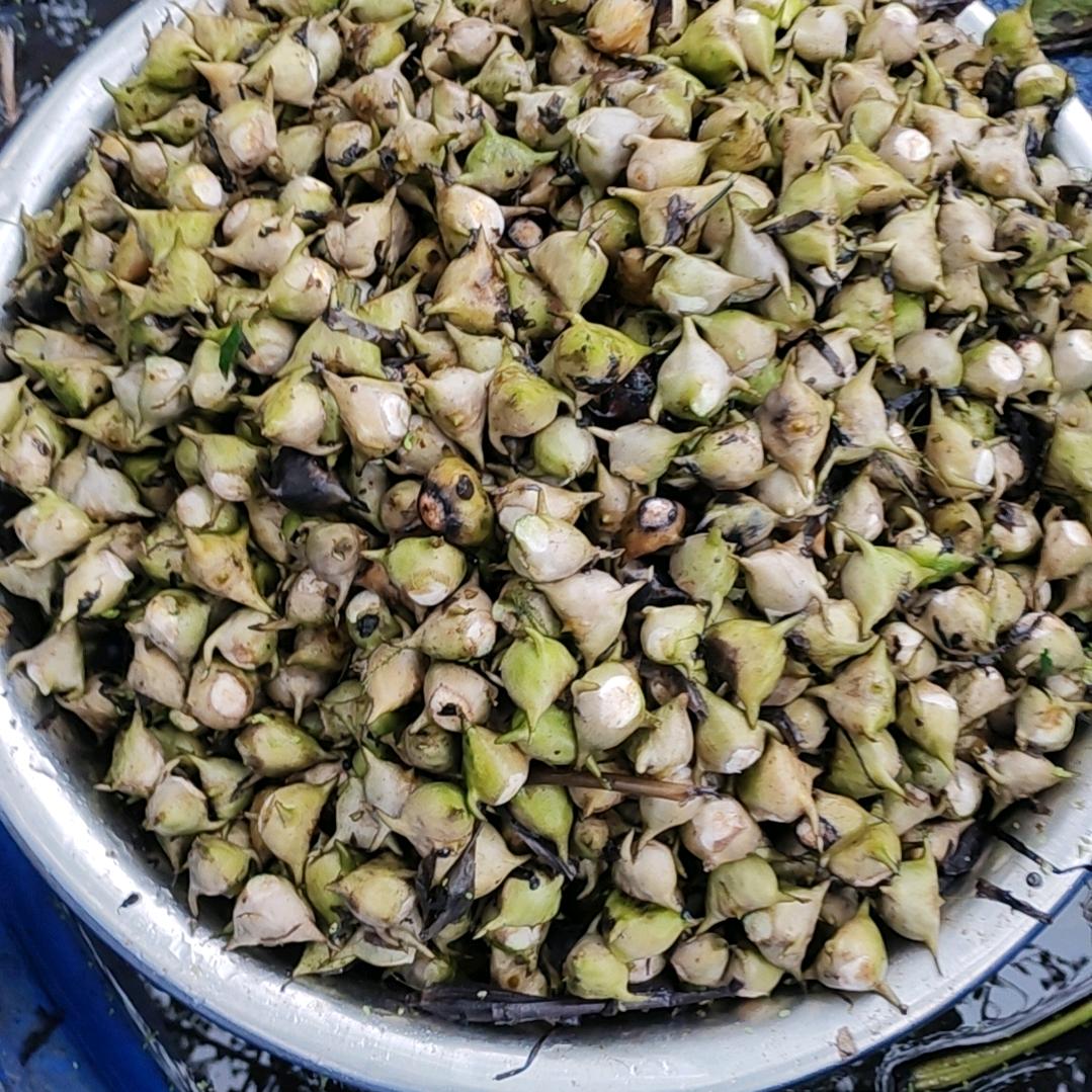 《天上人间》鸡，鸭，鹅养殖场。