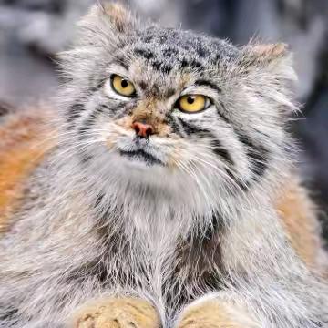 那只不吃鱼的猫