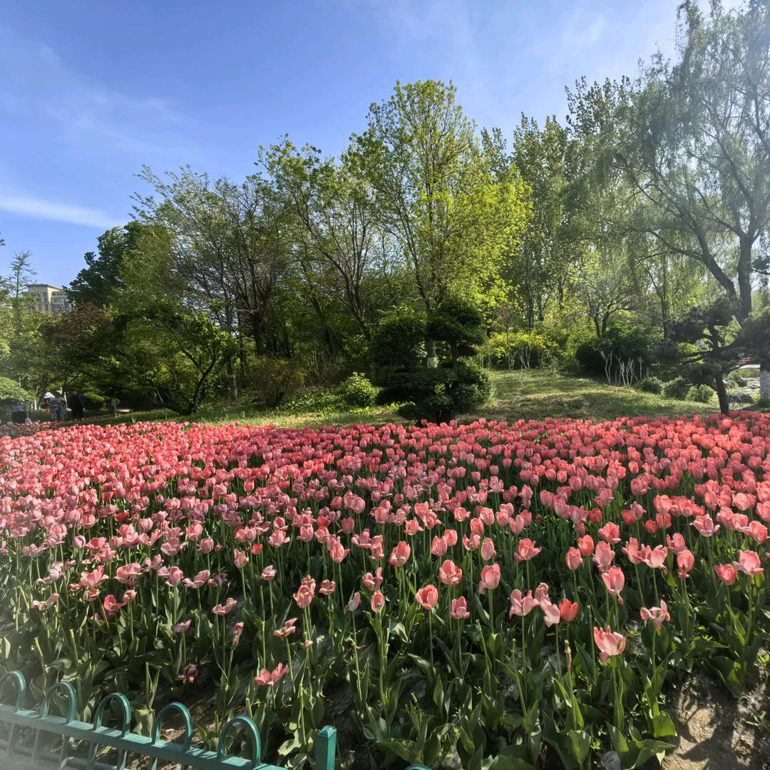 陋室铭