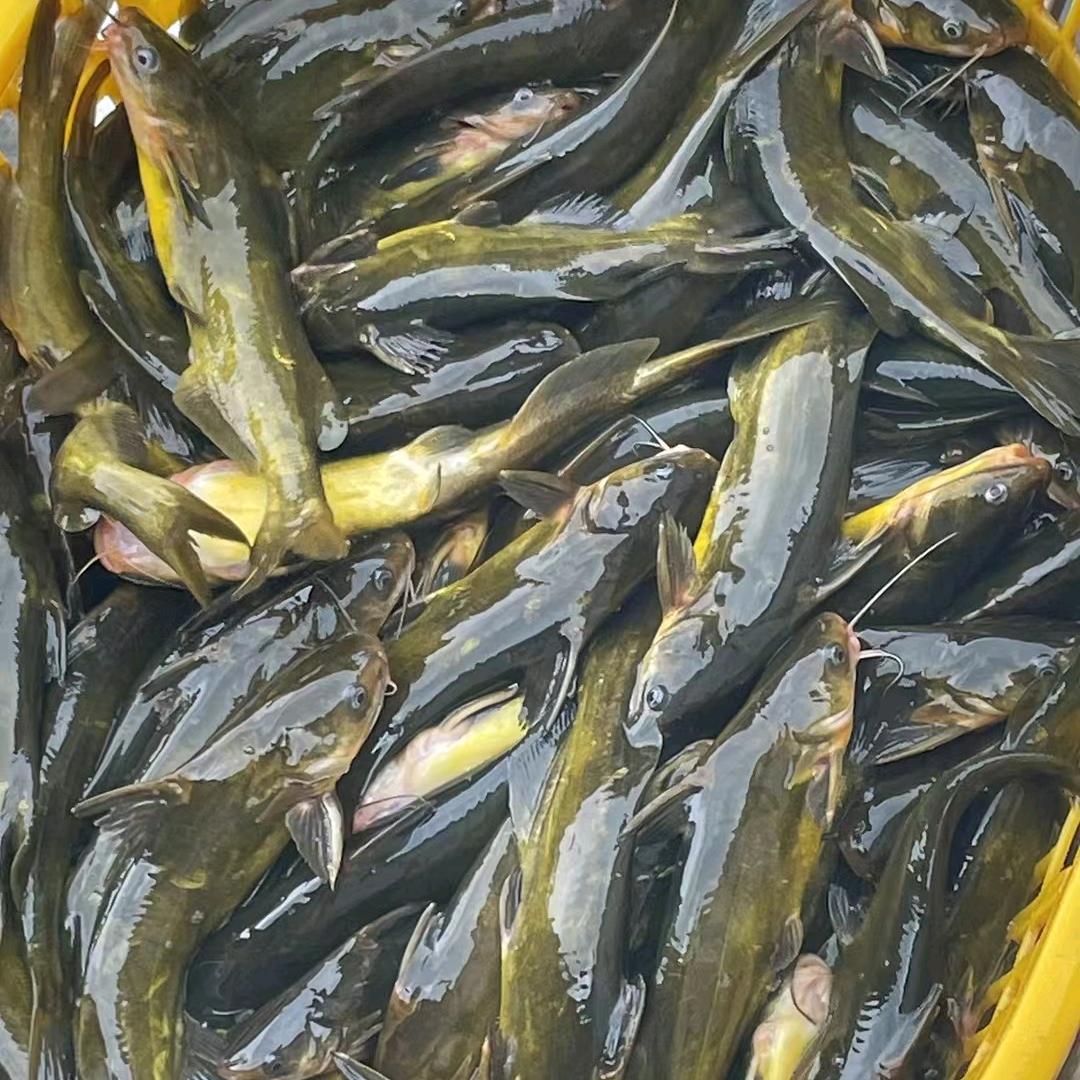 养鱼🐟