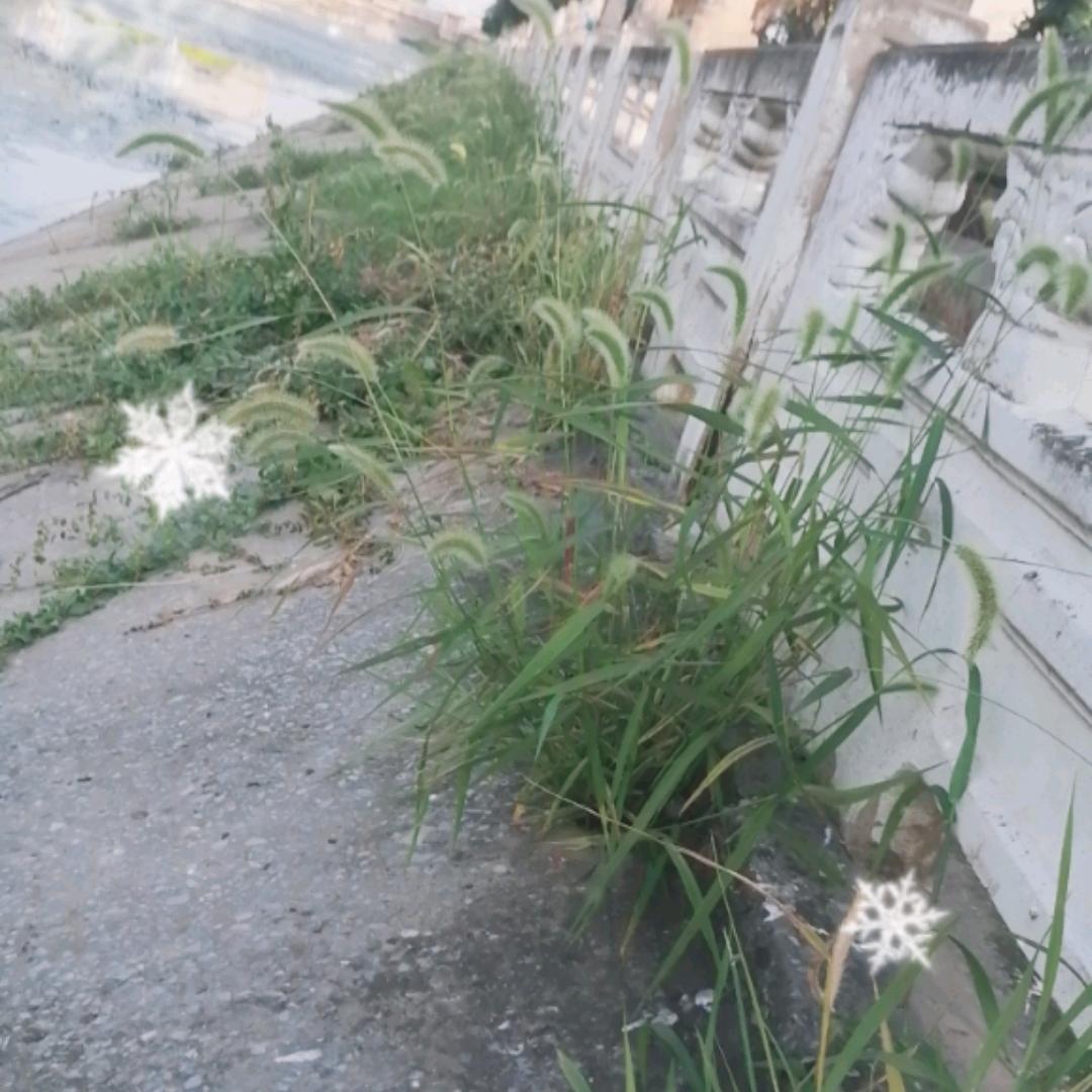 田间的流水